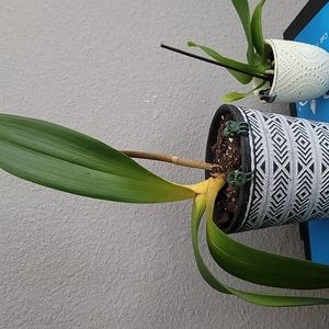 Meet your Posher, Chef b